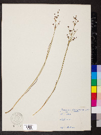 Juncus articulatus image