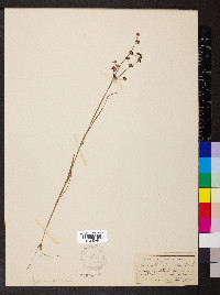 Juncus articulatus subsp. articulatus image