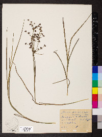 Juncus articulatus subsp. articulatus image