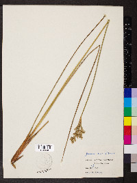 Juncus maritimus image