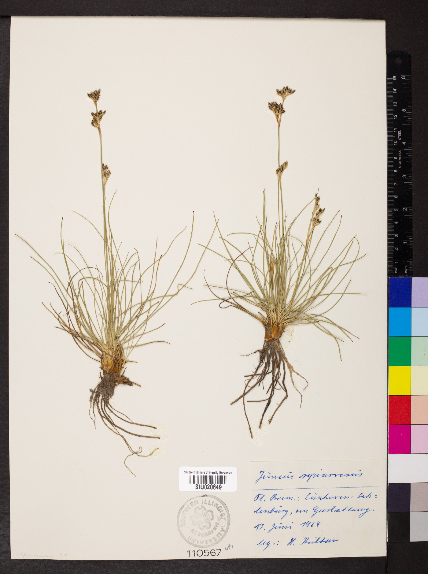 Juncus squarrosus image