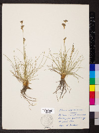 Juncus squarrosus image