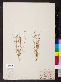 Juncus tenageia image