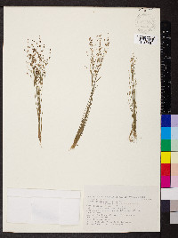 Juncus tenageia image