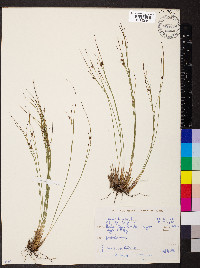 Juncus trifidus image