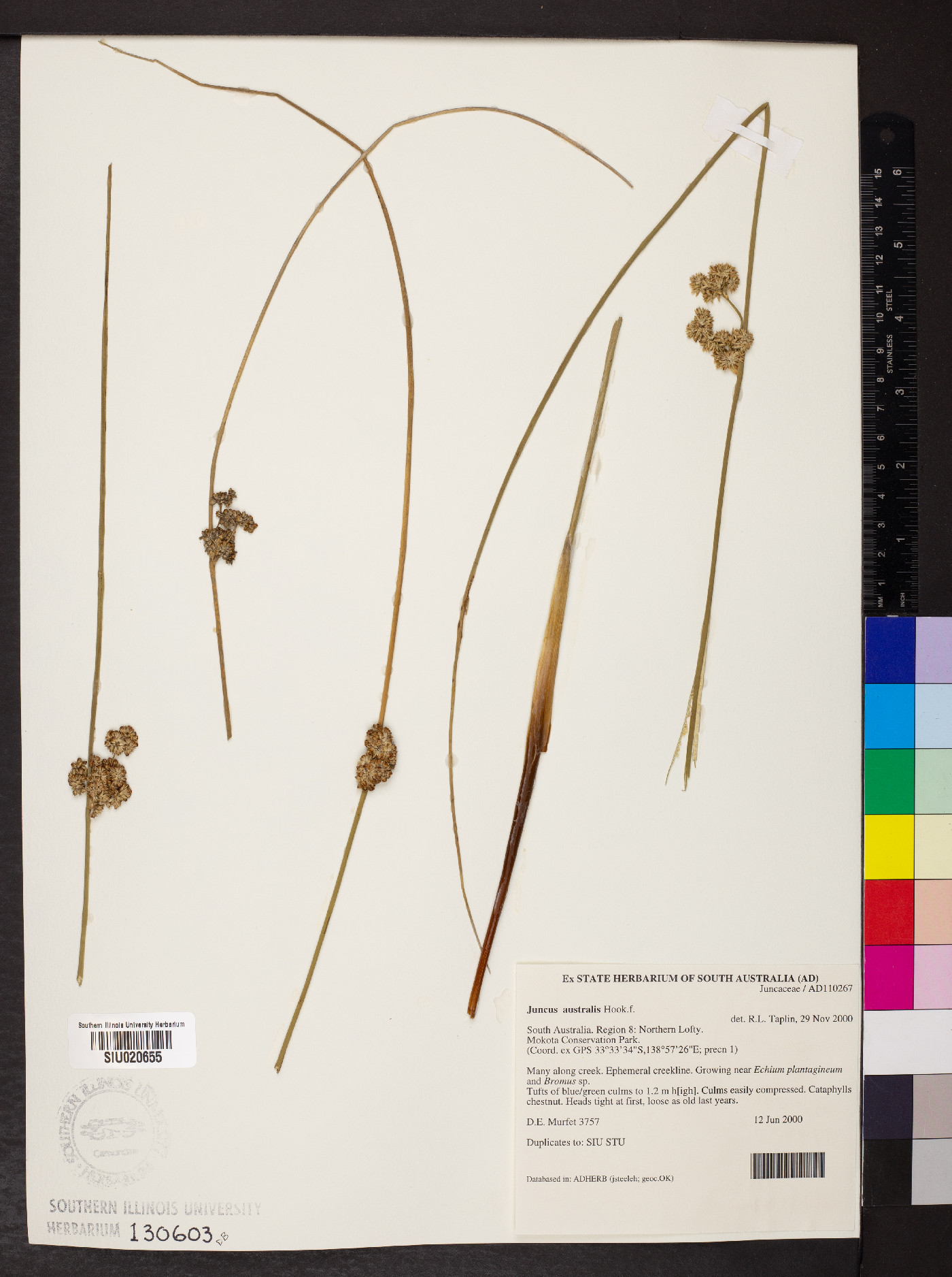 Juncus australis image