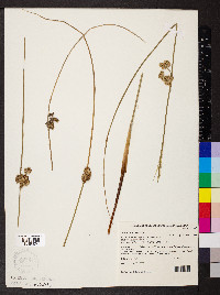 Image of Juncus australis