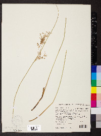 Juncus usitatus image