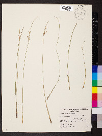 Juncus usitatus image