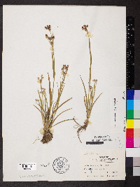 Luzula bulbosa image