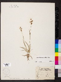 Luzula bulbosa image