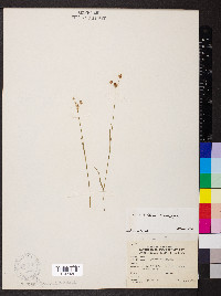 Luzula bulbosa image