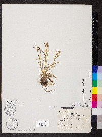 Luzula bulbosa image