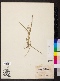 Luzula bulbosa image