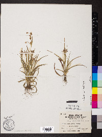 Luzula bulbosa image