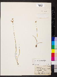 Luzula bulbosa image