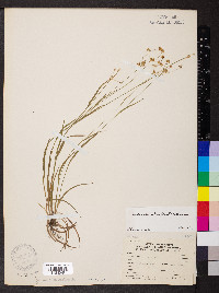 Luzula echinata image