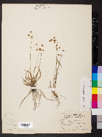Luzula echinata image