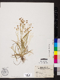 Luzula echinata image