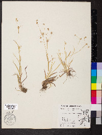 Luzula echinata image