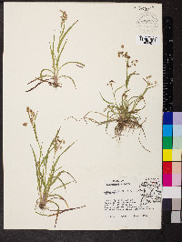 Luzula multiflora image