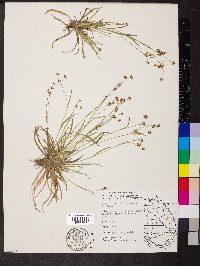 Luzula multiflora image