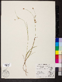 Luzula multiflora image