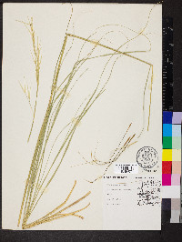 Hesperostipa spartea image