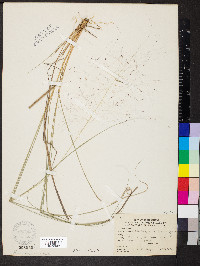 Muhlenbergia capillaris image