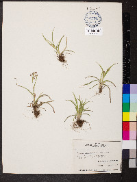 Luzula multiflora image