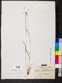 Luzula echinata image