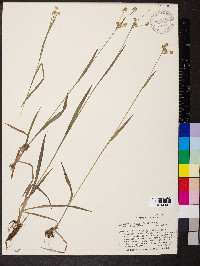 Luzula multiflora image