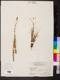 Luzula confusa image