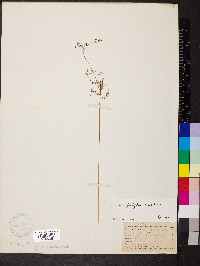 Luzula parviflora image