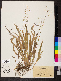 Luzula saltuensis image