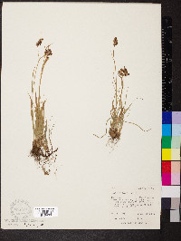 Luzula spicata image