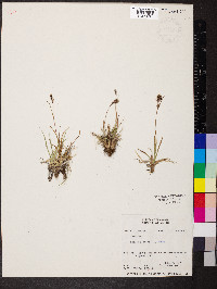 Luzula spicata image