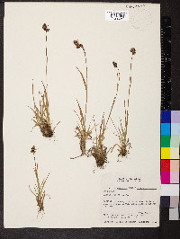 Luzula spicata image