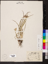 Luzula bulbosa image