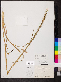 Triglochin maritima image