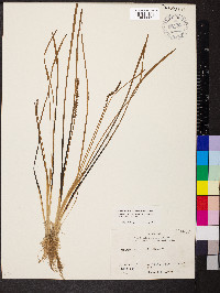 Triglochin maritima image