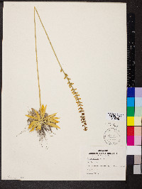 Aletris farinosa image