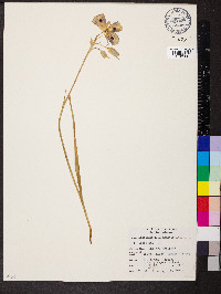 Calochortus eurycarpus image