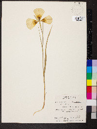 Calochortus gunnisonii image