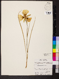 Calochortus gunnisonii image