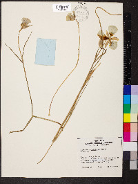 Calochortus gunnisonii image