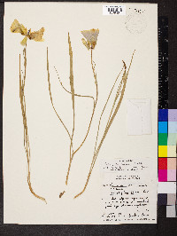 Calochortus gunnisonii image