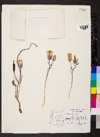 Calochortus kennedyi image