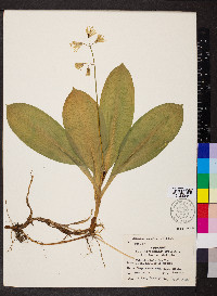 Clintonia borealis image