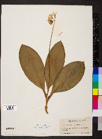 Clintonia borealis image